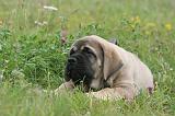 MASTIFF 014